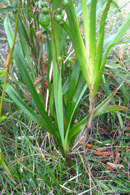 Dianella caerulea