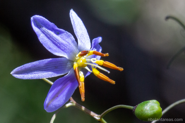 Dianella caerulea