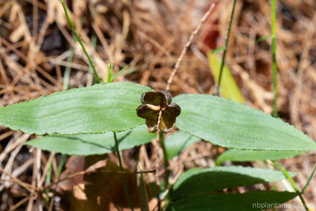 Schelhammera undulata