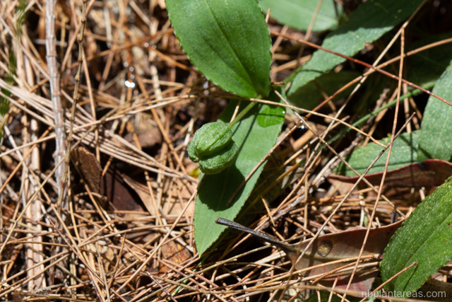 Schelhammera undulata