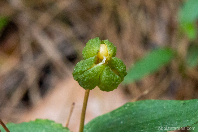 Schelhammera undulata