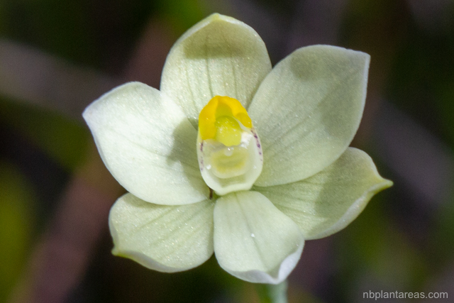 Thelymitra