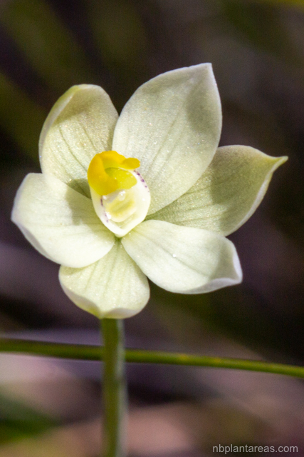 Thelymitra