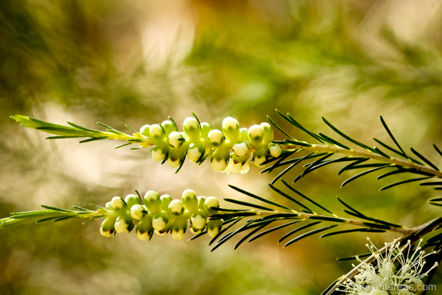 Melaleuca ericifolia