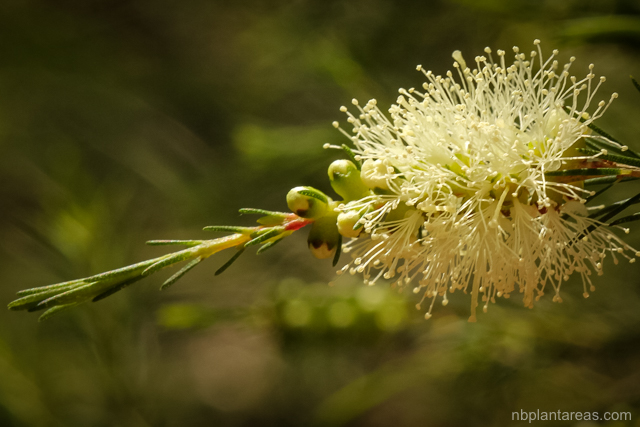 Melaleuca ericifolia