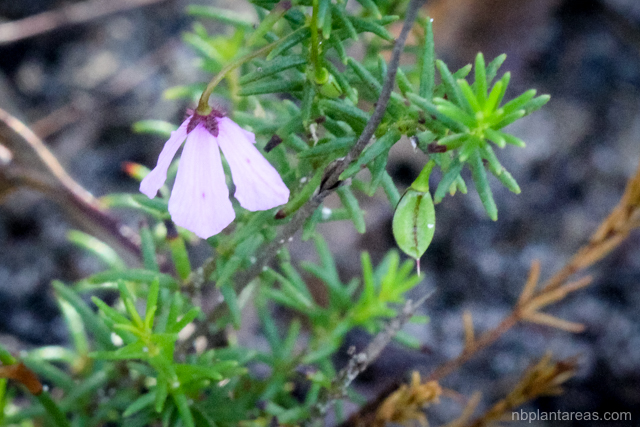 Tetratheca ericifolia