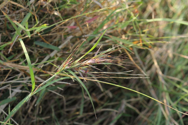 Themeda triandra