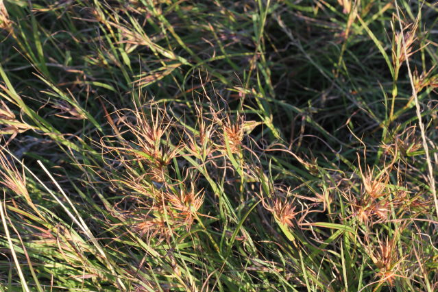 Themeda triandra
