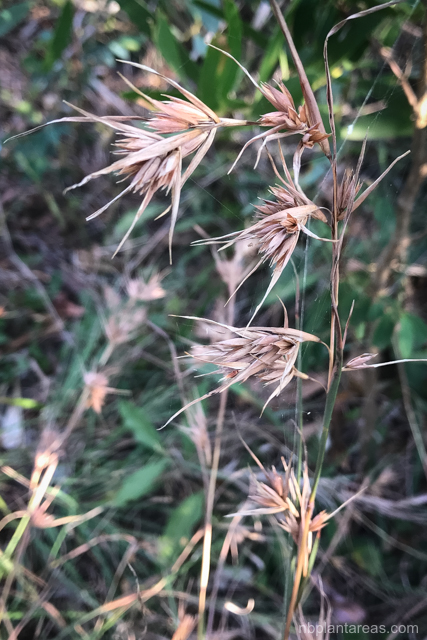 Themeda triandra