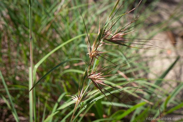 Themeda triandra