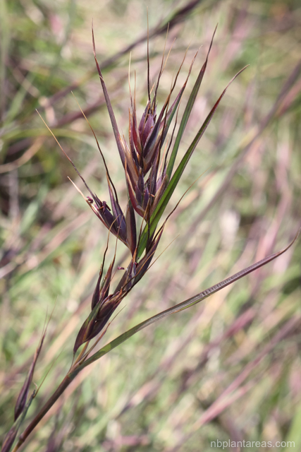 Themeda triandra