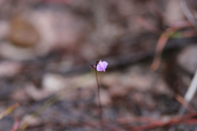 Utricularia lateriflora