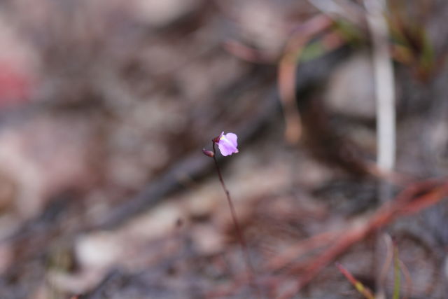 Utricularia lateriflora