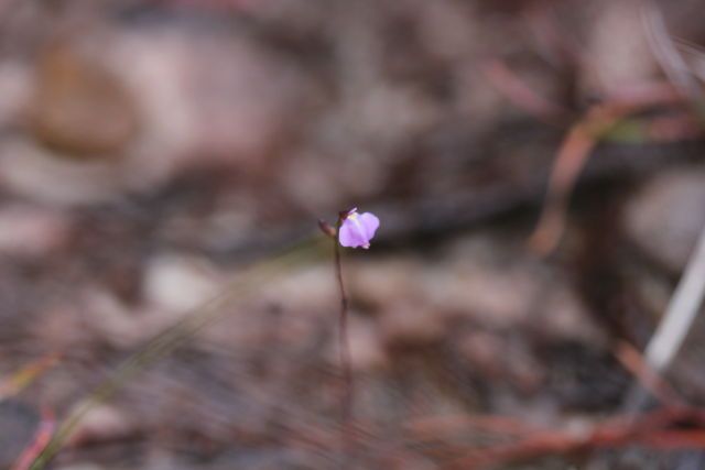 Utricularia lateriflora
