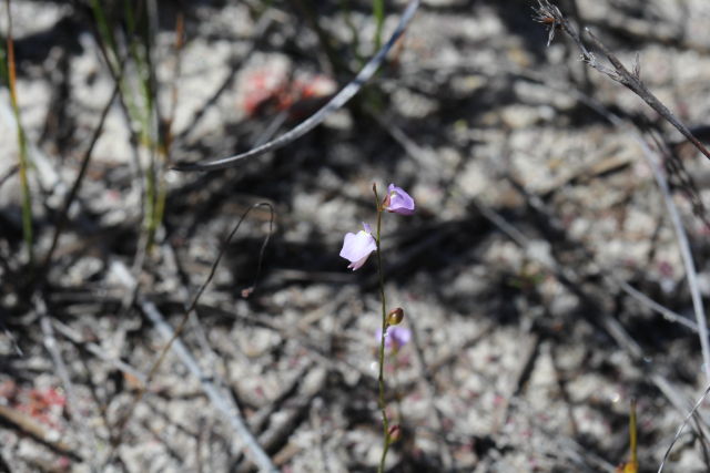 Utricularia lateriflora