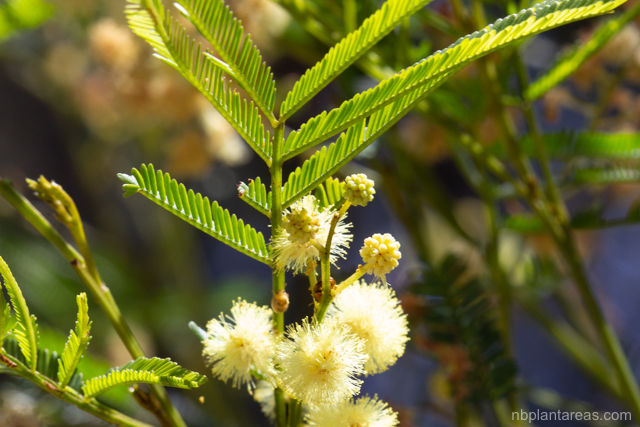 Acacia parramattensis