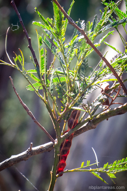 Acacia parramattensis