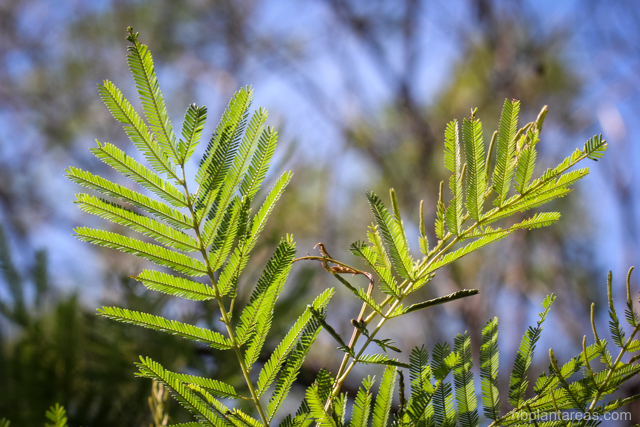 Acacia parramattensis