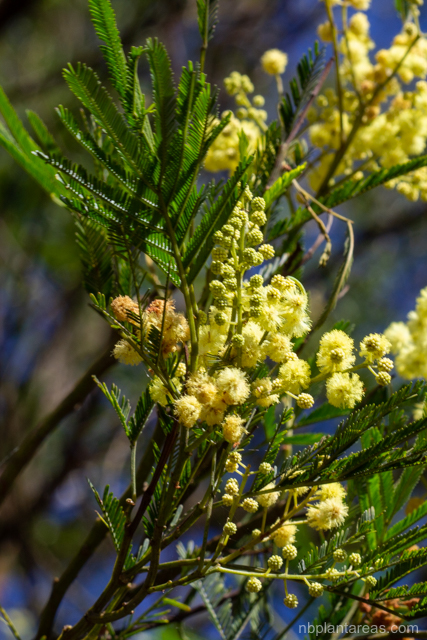 Acacia parramattensis