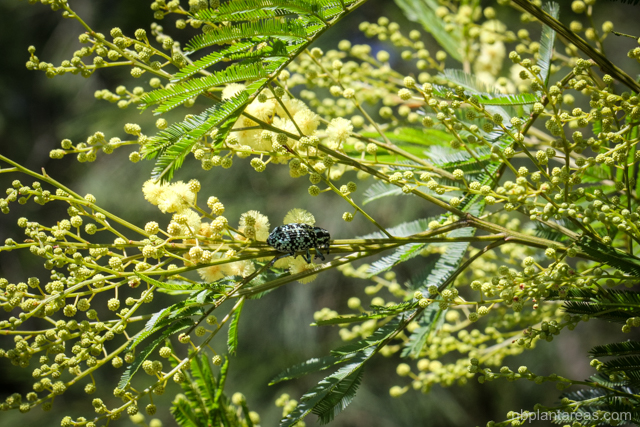 Acacia parramattensis