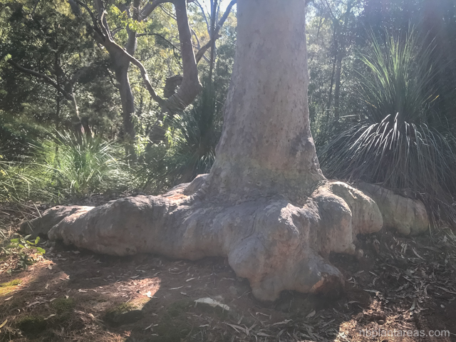 Angophora costata