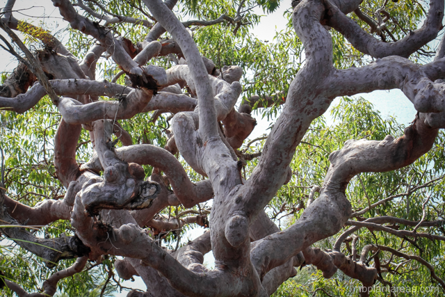 Angophora costata