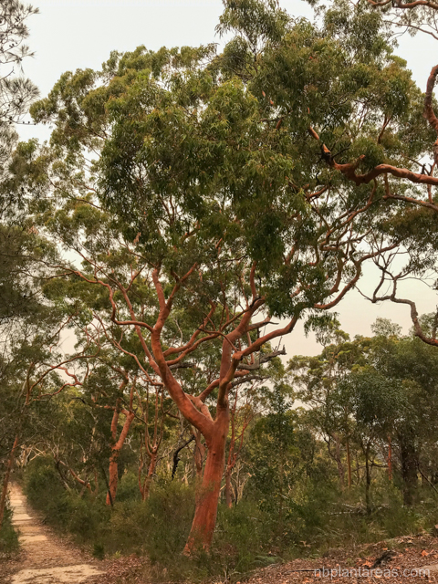 Angophora costata