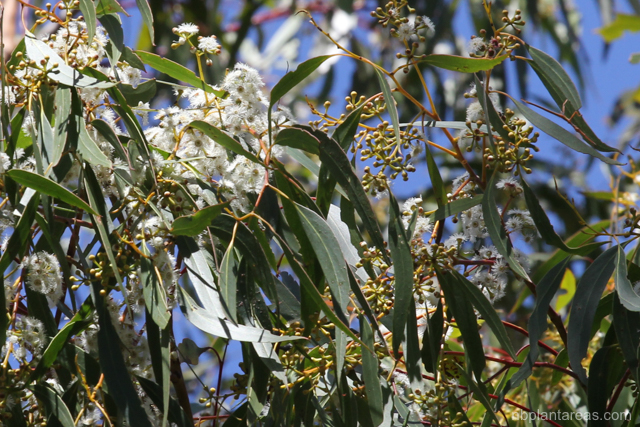 Eucalyptus sieberi