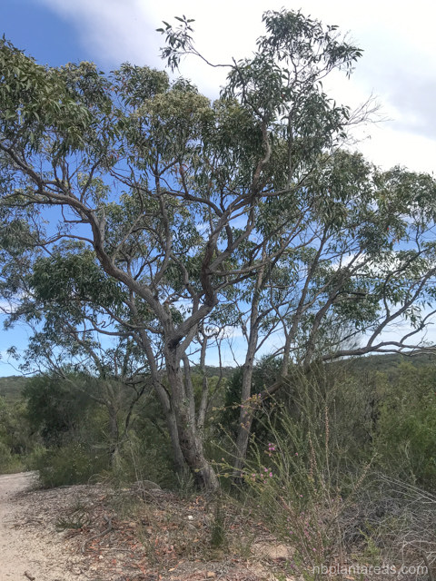 Eucalyptus sieberi