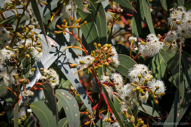 Eucalyptus sieberi