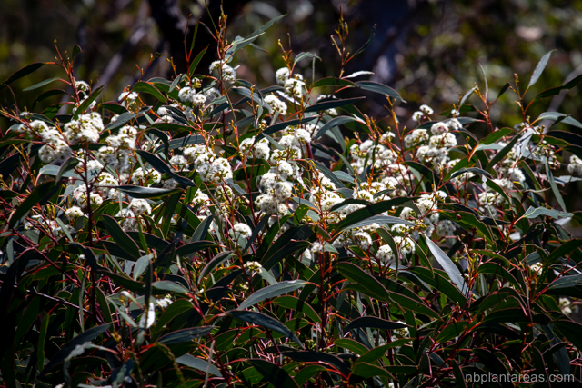 Eucalyptus sieberi