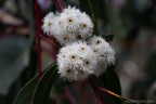 Eucalyptus sieberi