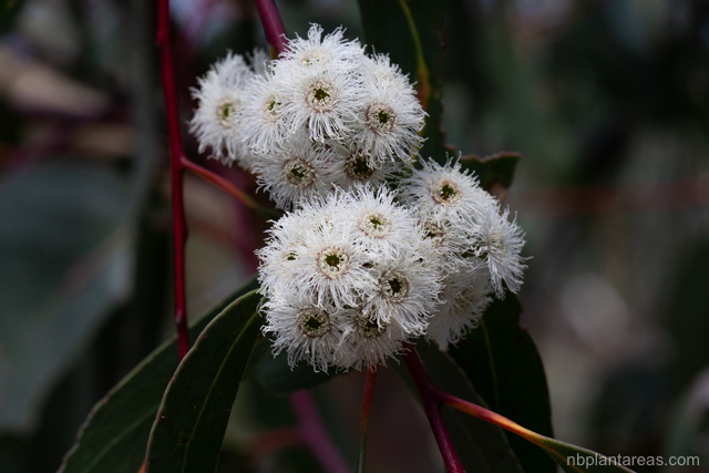 Eucalyptus sieberi
