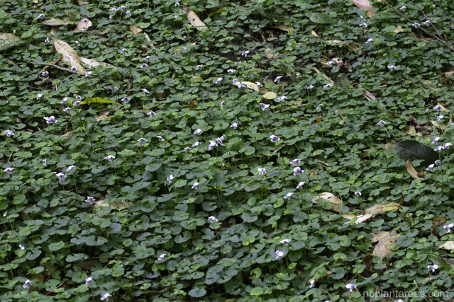 Viola hederacea