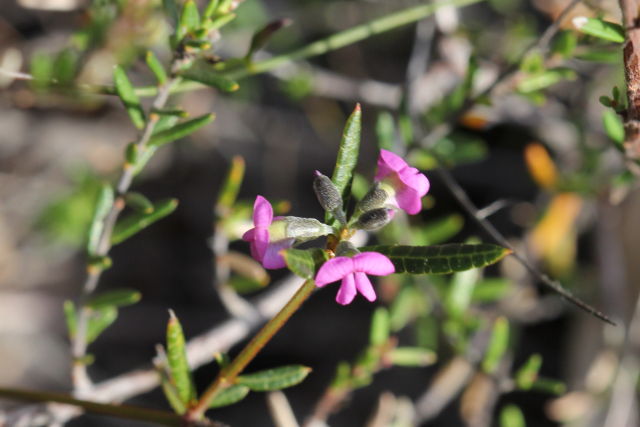 Mirbelia rubiifolia