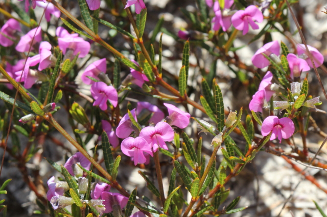 Mirbelia rubiifolia