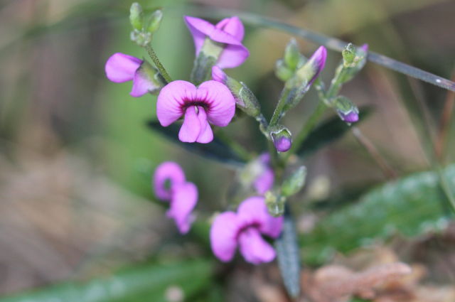 Mirbelia rubiifolia