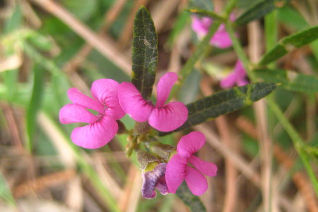 Mirbelia rubiifolia
