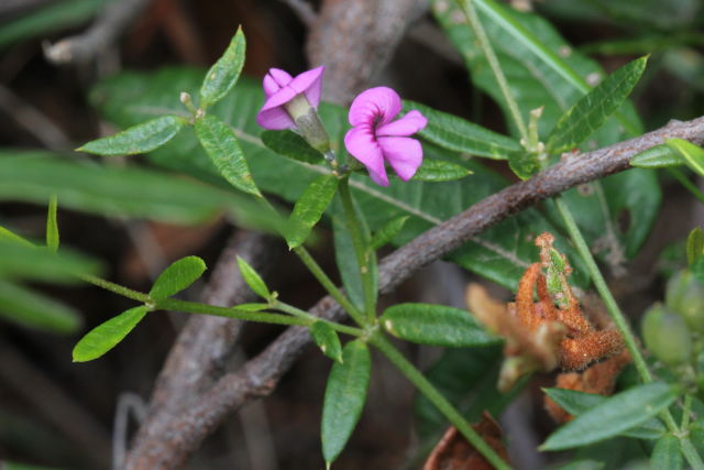 Mirbelia rubiifolia
