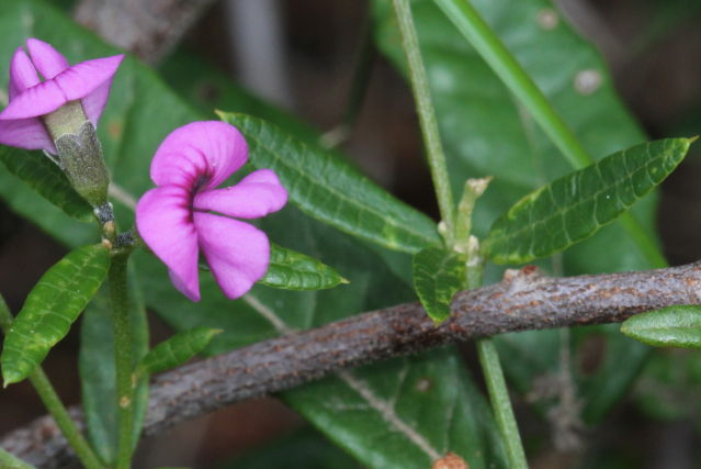 Mirbelia rubiifolia