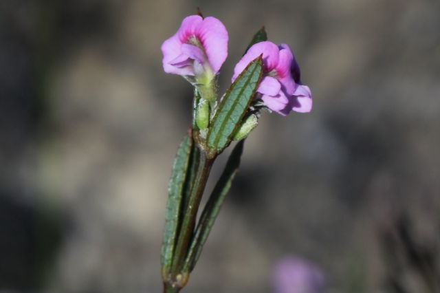 Mirbelia rubiifolia
