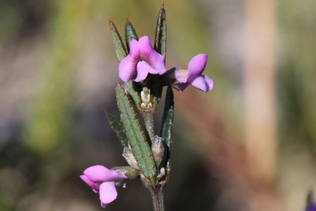 Mirbelia rubiifolia