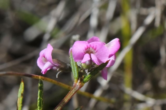 Mirbelia rubiifolia