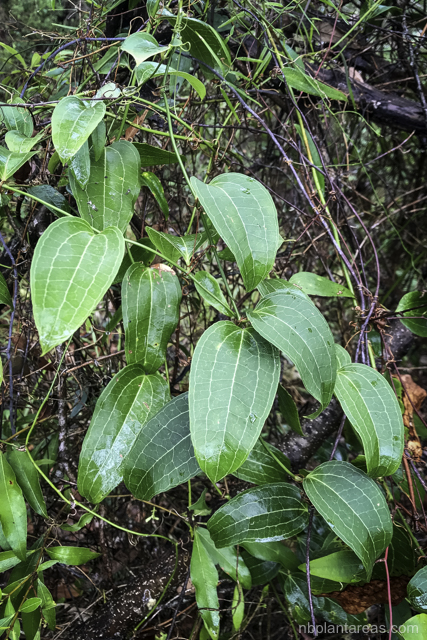 Smilax australis