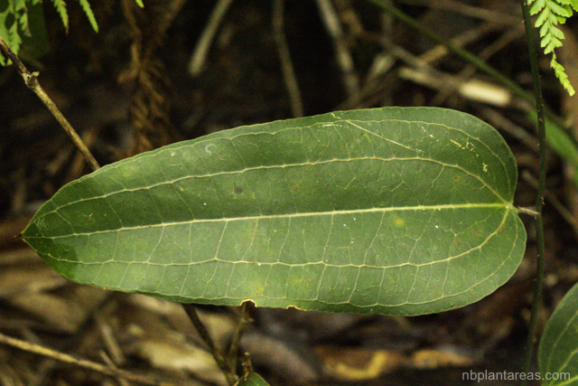 Smilax australis