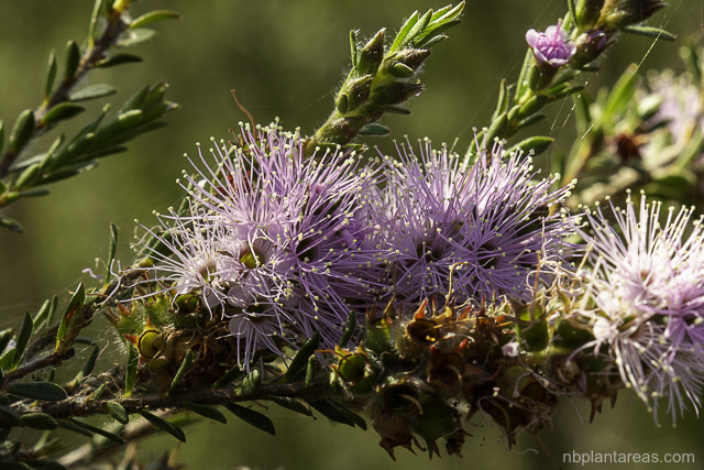 Melaleuca squamea