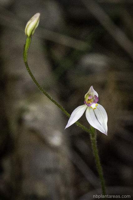 Caladenia alata