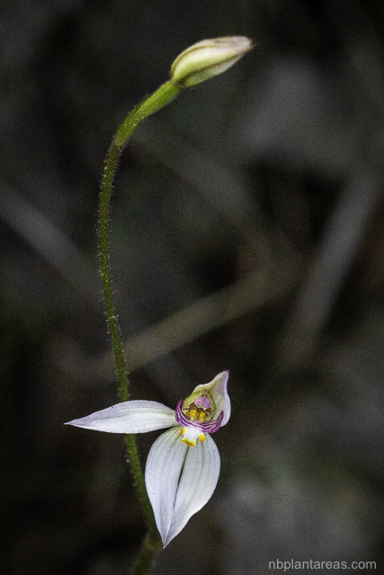 Caladenia alata