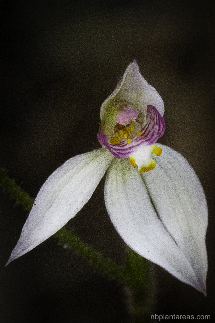 Caladenia alata