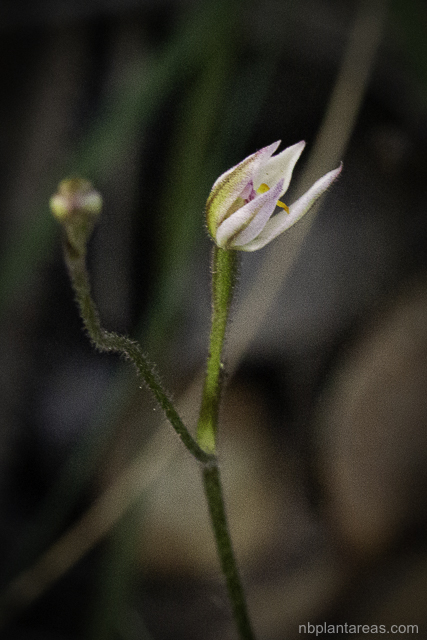 Caladenia alata